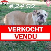 Engelse Bulldog 09-03-2026 F(HU7812) 10-08-26 Verkocht - Vendu.jpg