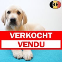 Labrador 25-05-26 M(BE1457) 29-07-26 Verkocht - Vendu.jpg