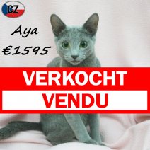 Blauwe Rus Aya 28-01-26 F(CZ6757) 08-08-26 verkocht - vendu.jpg