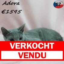 Blauwe Rus Adora 28-01-26 F(CZ6773) 08-08-26 verkocht - vendu.jpg