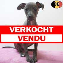 Italiaanse Windhond 17-06-26 F(BE4248) 19-08-26 verkocht - vendu.jpg