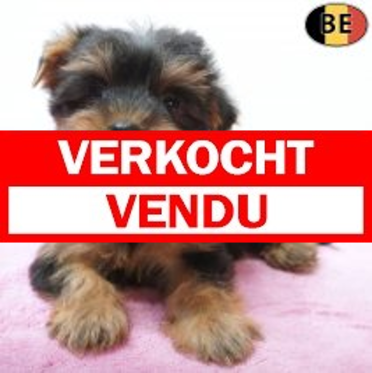 Yorkshire Terrier 19-06-26 F(BE2681) 19-08-26.verkocht-vendu