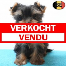 Yorkshire Terrier 19-06-26 M(BE2113) 19-08-26.verkocht-vendu