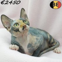 Sphynx 01-04-26 F(BE7340) 19-08-26.jpg