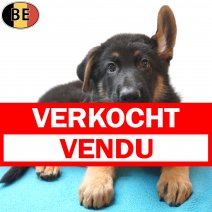 Duitse Herder 19-06-26 M(BE6412) 19-08-26 verkocht - vendu.jpg