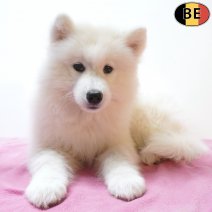 Samojeed 04-06-26 F(BE2184) 21-08-26.jpg