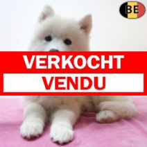 Samojeed 04-06-26 F(BE3167) 21-08-26.verkocht-vendu