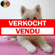 Samojeed 04-06-26 F(BE1413) 21-08-26.verkocht-vendu