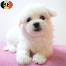 Maltezer 24-06-26 F(BE7330) 21-08-26.jpg