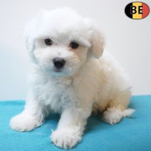 Maltezer 24-06-26 M(BE7355) 21-08-26.jpg
