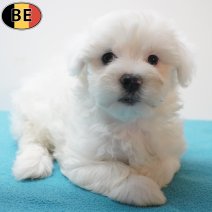 Maltezer 24-06-26 M(BE7374) 21-08-26.jpg