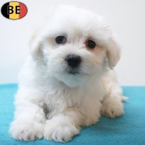 Maltezer 24-06-26 M(BE7353) 21-08-26.jpg