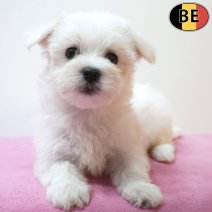 Maltezer 24-06-26 F(BE7370) 21-08-26.jpg