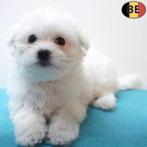 Maltezer 05-06-26 M(BE7309) 21-08-26.jpg