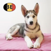 Husky 08-06-26 F (BE6196) 21-08-26.JPG