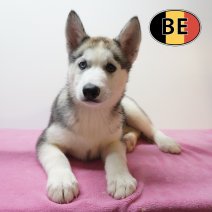 Husky 08-06-26 F (BE6218) 21-08-26.JPG