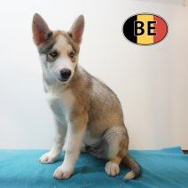 Husky 08-06-26 M (BE6187) 21-08-26.JPG