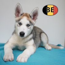 Husky 08-06-26 M (BE6191) 21-08-26.JPG