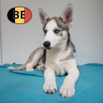 Husky 08-06-26 M (BE6200) 21-08-26.JPG