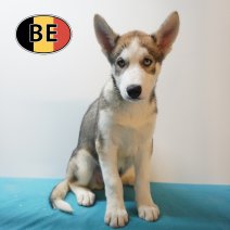 Husky 08-06-26 M (BE6224) 21-08-26.JPG