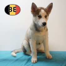 Husky 08-06-26 M (BE6402) 21-08-26.JPG