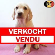 Labrador 25-05-26 F(BE2278) 29-07-26 Verkocht - Vendu.jpg