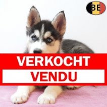 Siberische Husky 22-05-26 F(BE7197) 22-07-26 Verkocht - Vendu.jpg
