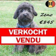 Pomapoo Zeno 25-02-26 M(BE4017) 15-08-26 Verkocht - Vendu.jpg