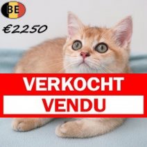 Britse Korthaar Chinchilla Gold 06-04-26 M(BE6292) 05-08-26 Verkocht - Vendu.jpg