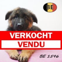 Duitse herder 19-05-26 F(BE1596) 25-07-26 Verkocht - Vendu.jpg