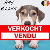 Jack Russell Joey 26-04-26 M(BE6302) 15-08-26 Verkocht - Vendu.jpg
