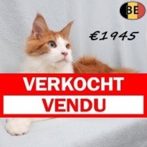 Maine Coon 19-03-26 M(BE6194) 12-08-26 Verkocht - Vendu.jpg