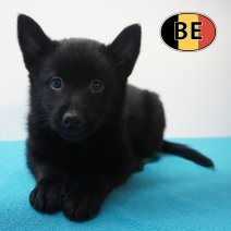 Schipperke 02-07-26 M (BE7675) 22-08-26.JPG