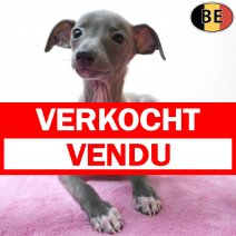 Italiaanse Windhond 17-06-26 F(BE1182) 19-08-26 verkocht - vendu.jpg