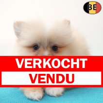 Keesje 25-05-26 M(BE8302) 29-07-26 verkocht - vendu.jpg