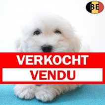 Maltezer 05-06-26 M(BE9699) 21-08-26 Verkocht - Vendu.jpg