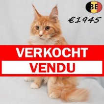 Maine Coon 19-03-26 M(BE6352) 12-08-26 verkocht - vendu.jpg