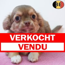Chihuahua 29-05-26 F(BE2645) 29-07-26 verkocht - vendu.jpg