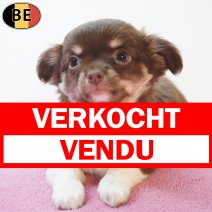 Chihuahua 29-05-26 F(BE2079) 29-07-26 verkocht - vendu.jpg