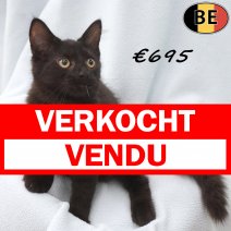 Europese Langhaar 04-04-26 M(BE7235) 19-08-26 verkocht - vendu.jpg