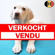 Labrador 25-05-26 M(BE2312) 29-07-26 verkocht - vendu.jpg