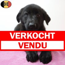 Duitse Herder 19-06-26 F(BE6236) 19-08-26 verkocht - vendu.jpg