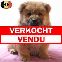 Chow Chow 23-06-26 F(BE3866) 19-08-26 verkocht - vendu.jpg