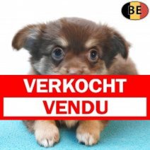 Chihuahua 29-05-26 M(BE3637) 29-07-26 Verkocht - Vendu.jpg