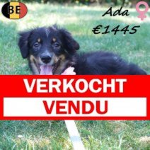 Miniature American Shepherd Ada 09-03-26 F(BE4201) 12-07-26 Verkocht - Vendu.jpg