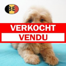 Goldendoodle 21-06-26 M (BE9501) 26-08-26.verkocht-vendu