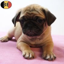 Mops 27-06-26 F(BE9966) 26-08-26.jpg