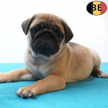 Mops 27-06-26 M(BE2004) 26-08-26.jpg