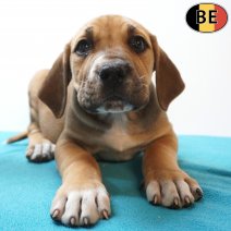 Boerboel 26-06-26 M(BE7339) 26-08-26.jpg