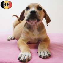 Boerboel 26-06-26 F(BE7261) 26-08-26.jpg